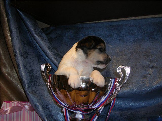 Olegro Katrin Oligarch