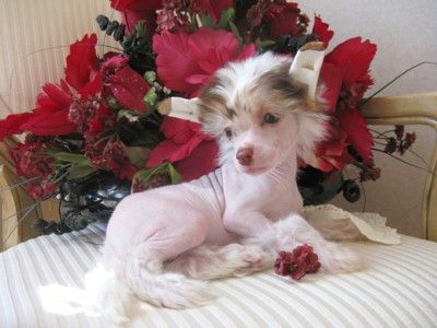 Sakkarra Kitty Kitty Bang Bang