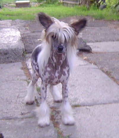 Chester Certova stena