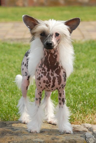 Charlotta Certova stena