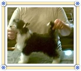 Mosaic's All I can be