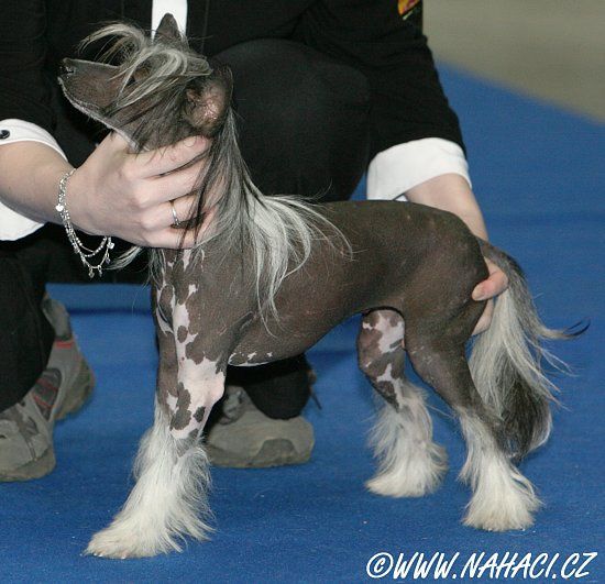 Amálka Chlupatý poklad