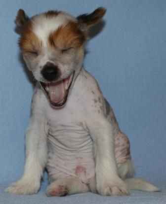 Azart Bud' Pervim from Khakasia