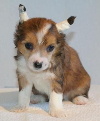 Absol'ytnij Chempion Viner from Khakasia