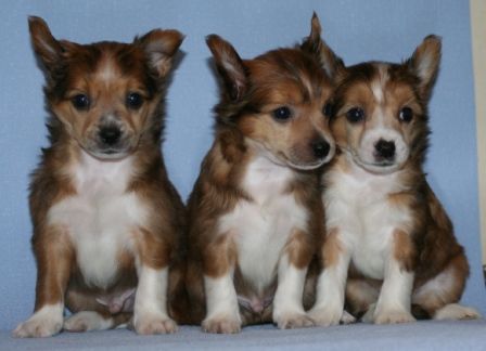 Angel'skie Glazki Nais from Khakasia