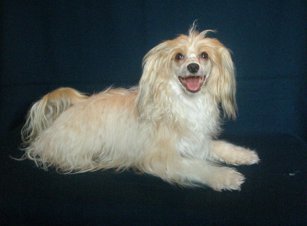 Bonnie Ren Dog Living