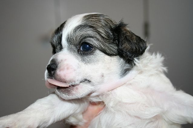 Dragon Moon Great Samurai