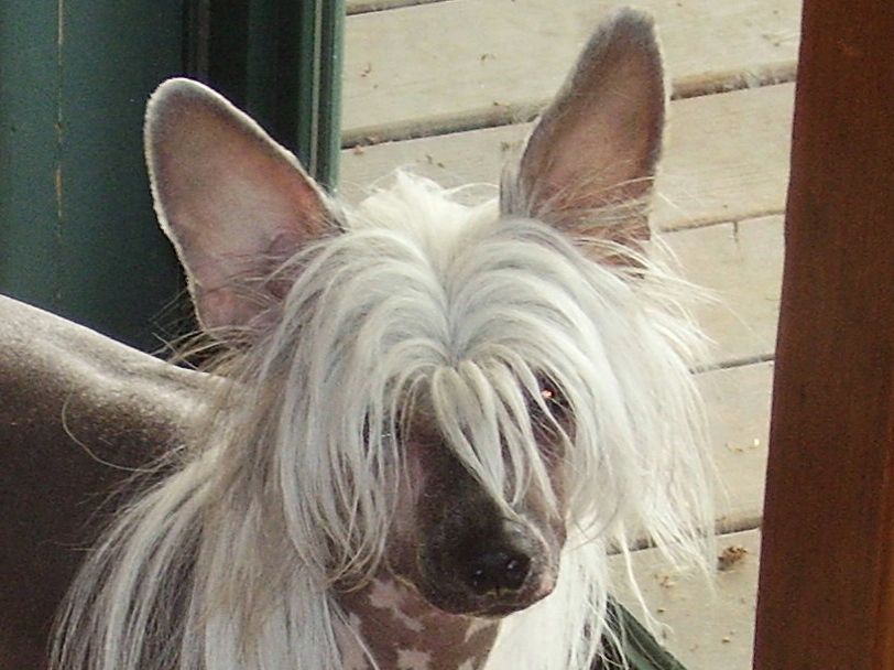 Topshelf Bonsai Bella Luna