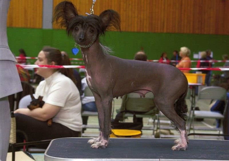 zerachiel disco diva