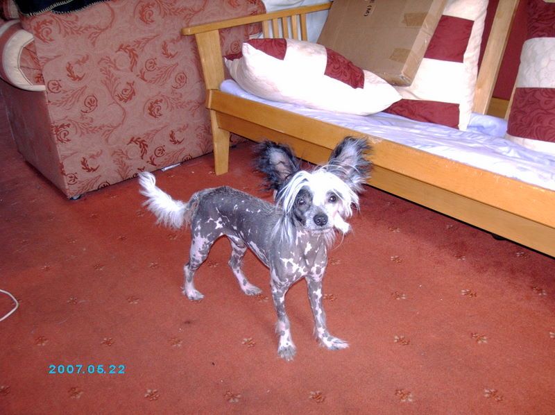 zerachiel apache dreamer