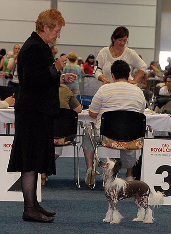 Xantusia Rosa Thea FCI