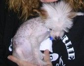 Saint Brutis De Patrick Shultz