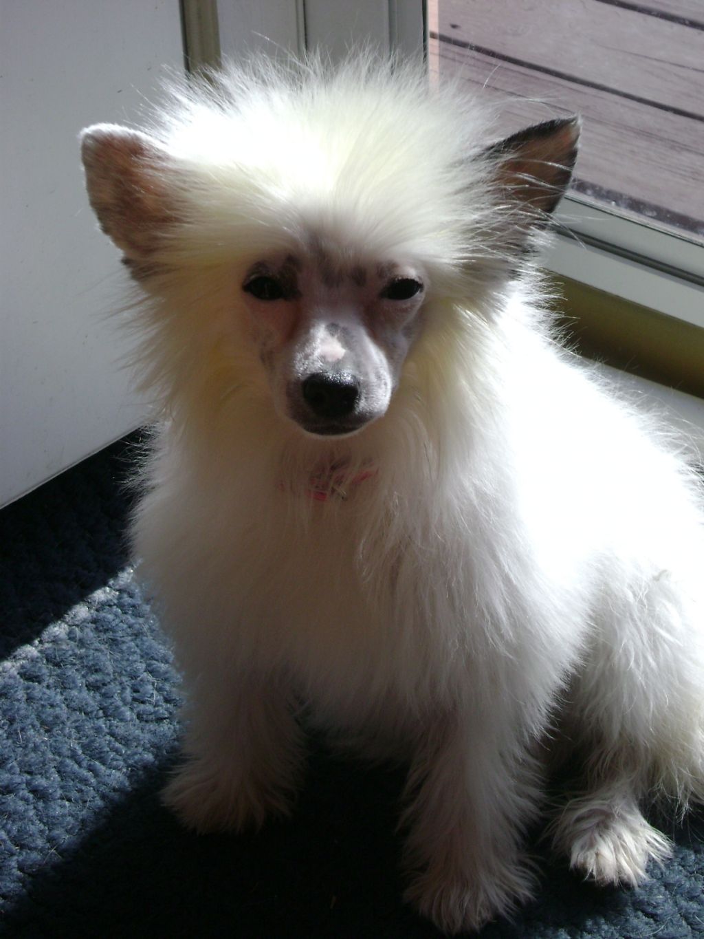 Show'mtell Casper By Xroads