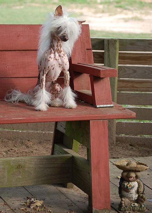 Quintessa Rocs A Fancy Shadow