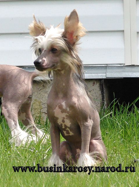 Favorit iz Jablonevogo Sada