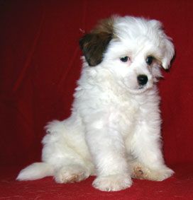 Rus Lorens Zenden Faer