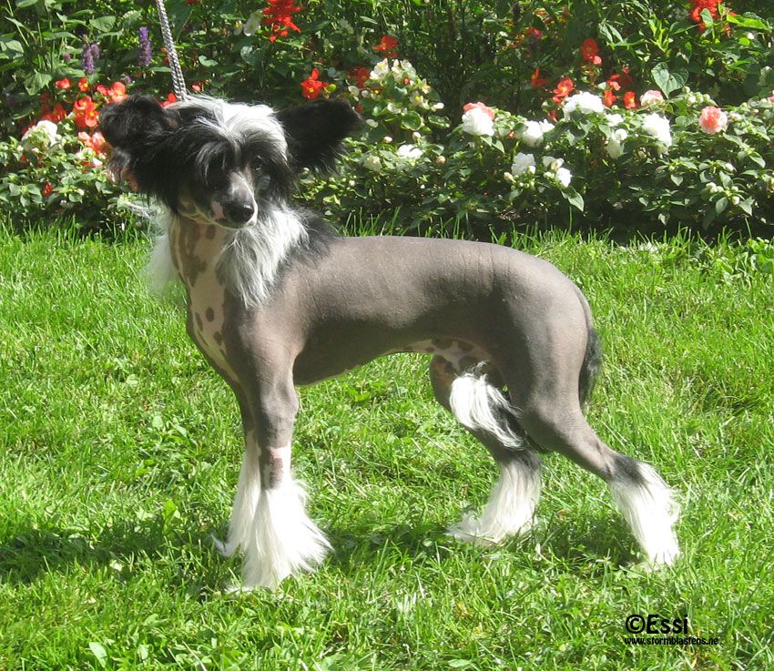 Stormblåstens The Nobody