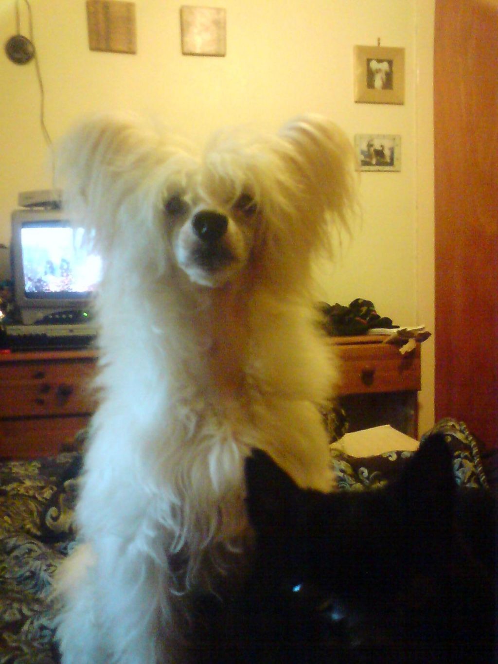 Vanitonia Man About Town for SIGYNS