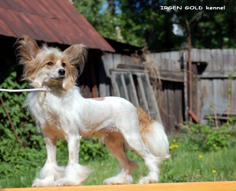 Irgen Gold Gven Stefany