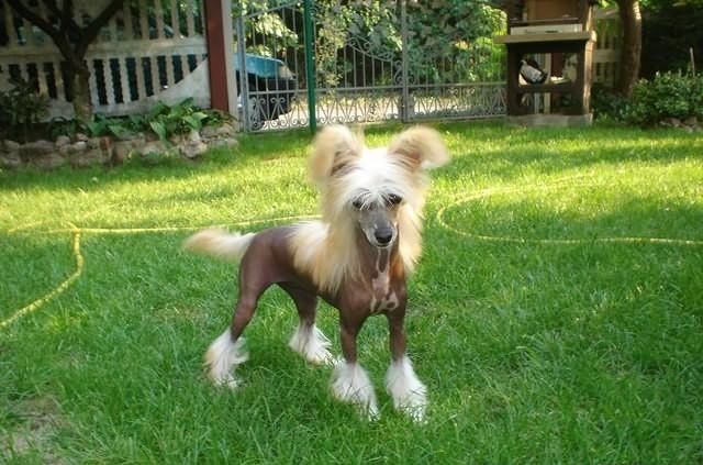 Angela Lyse Wislaczki