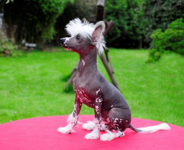 Be My Dog's Hoochie Coochie Man