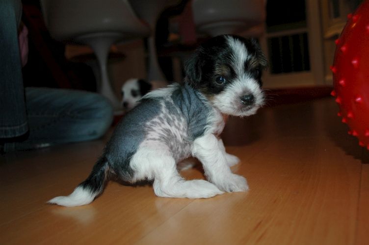 Amundsen of Gracecoast