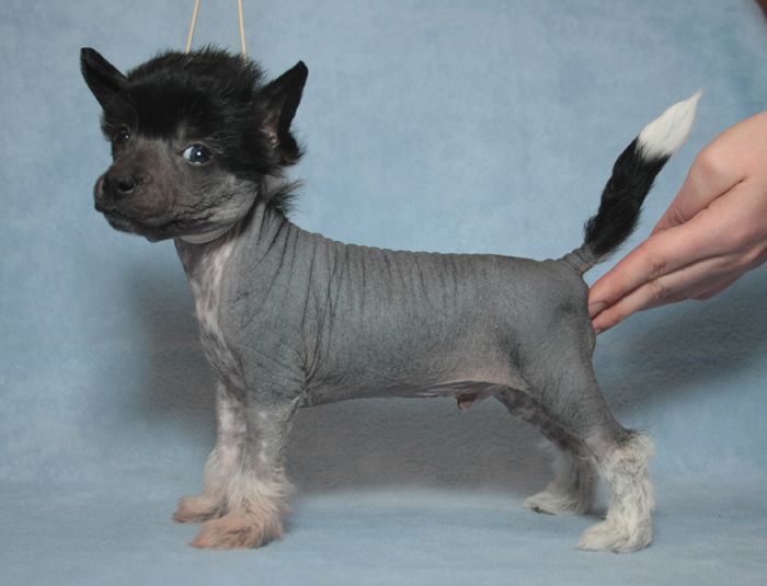 Flagstones Blueprint Pony