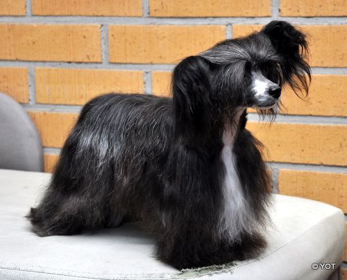 Fine Design Powderfinger