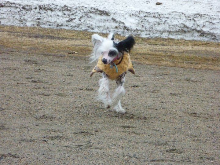 Sparrishoop Heart Ofanangel