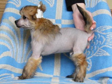 Amabilis Calla Rose of Silesia