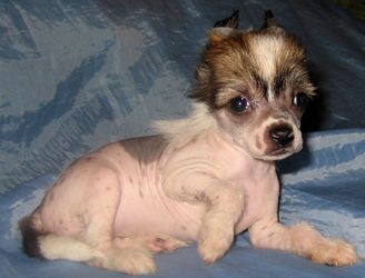 Apriori Vip Cool Girl