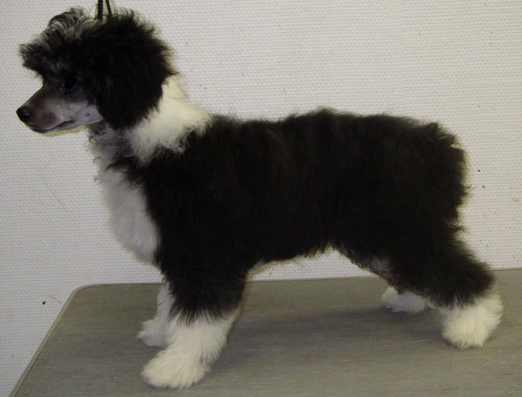 Untouchable's Kiss'n Tell