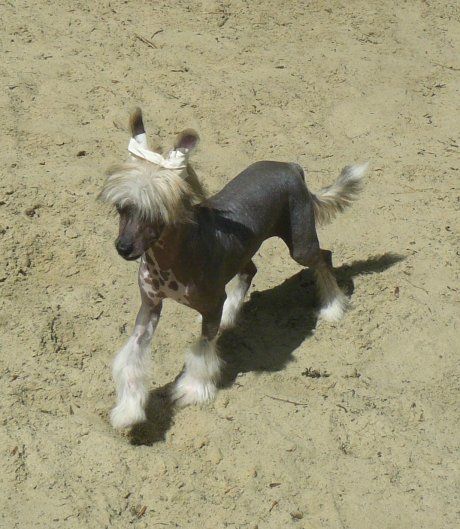 H' Top Model De Rama