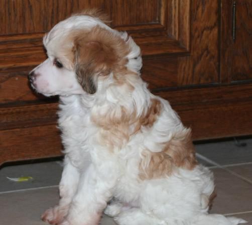 Smedbys Chivas Regal