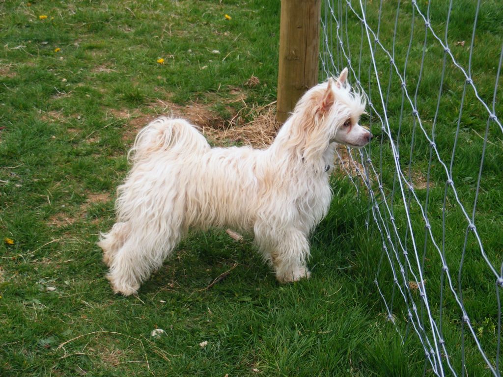 Diamonds Tinkerbell's Pixidust