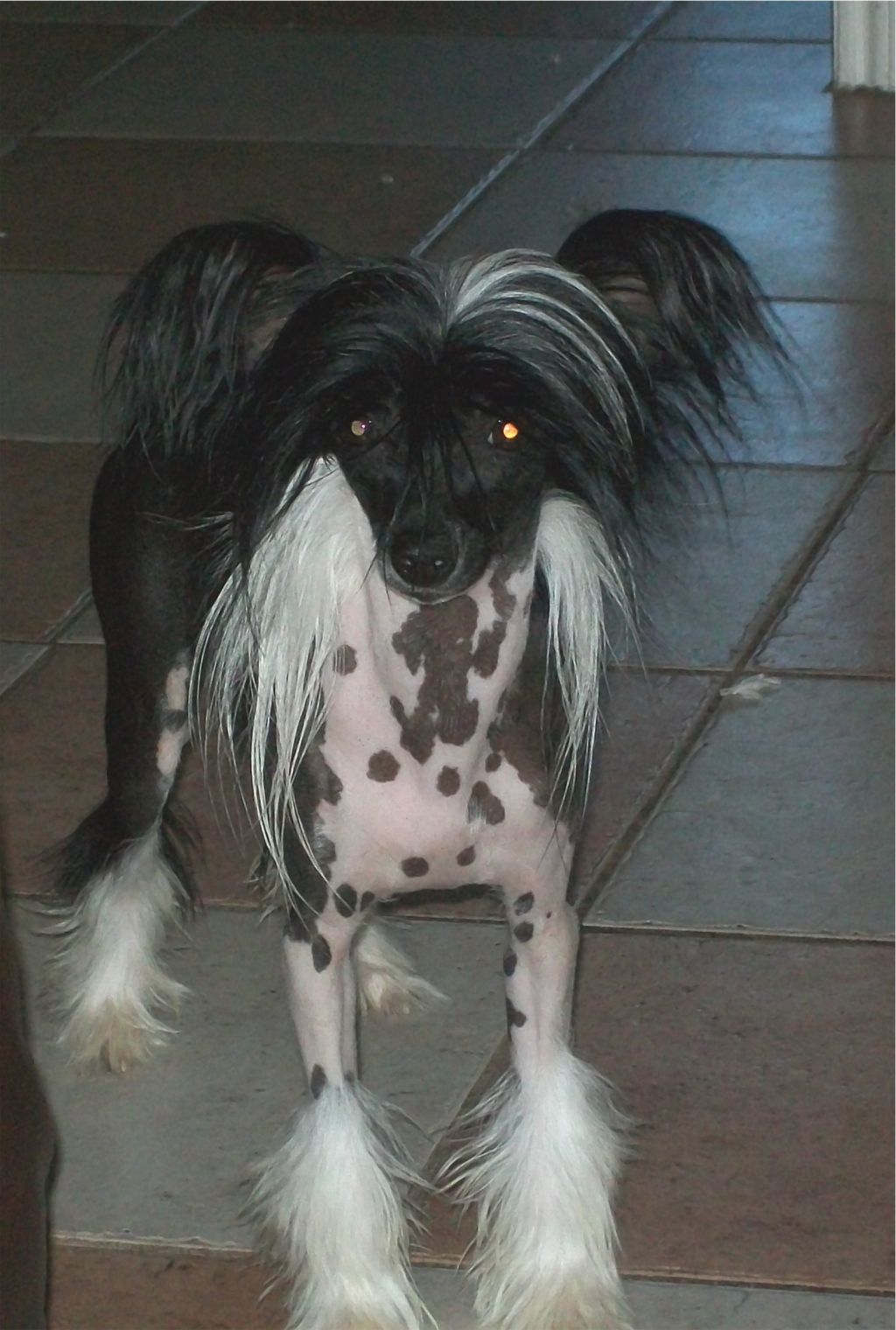 Bolak's Marvle Of Bluesky