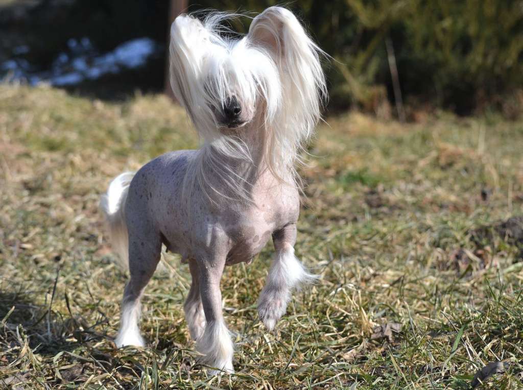 Takara Jemalle de GabriTho