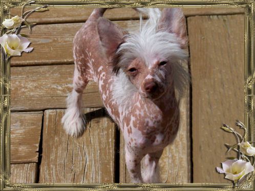 Woodcrest Sassy Neopolitan