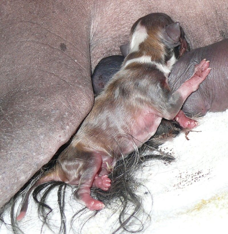 Vanaty Vacancy's A Goldgirl