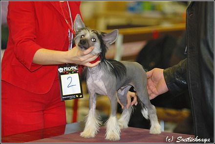 Dogland Happy Fifty Cent