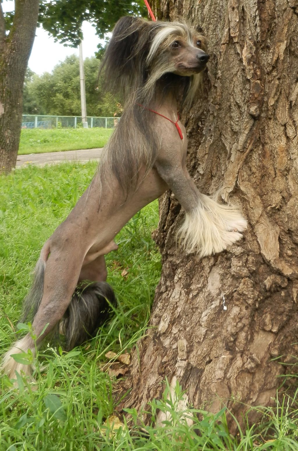 Dzhentleman Udachi iz Jablonevogo Sada