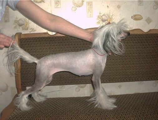 Vellar Pljus Orero Lovely Girl