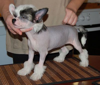 Princess Leia's Mademoiselle