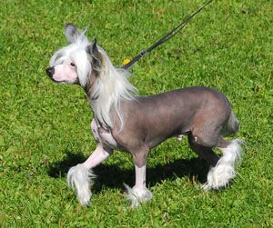 Princess Leia's Blå Blå Känslor