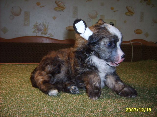 Orero Lovely Asty-Antonika