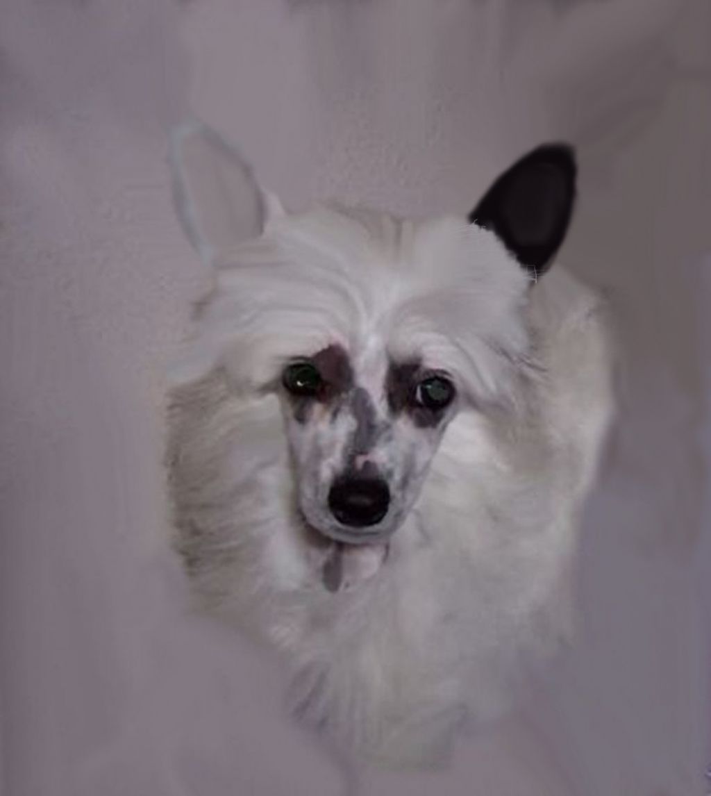 Diva's Mists of Time