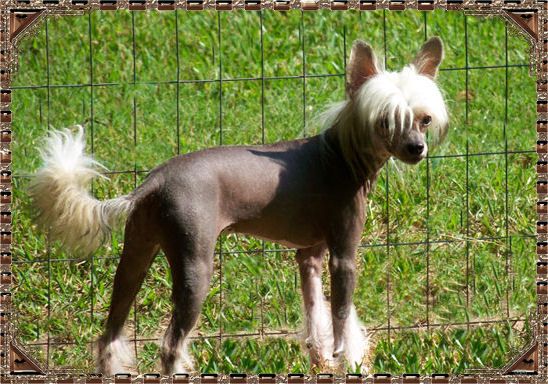 Woodcrest Cover Me In Jewels