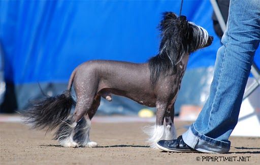 Windy Forest's Orestes