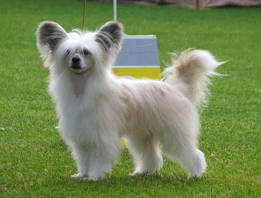 Windy Forest's Aquiles