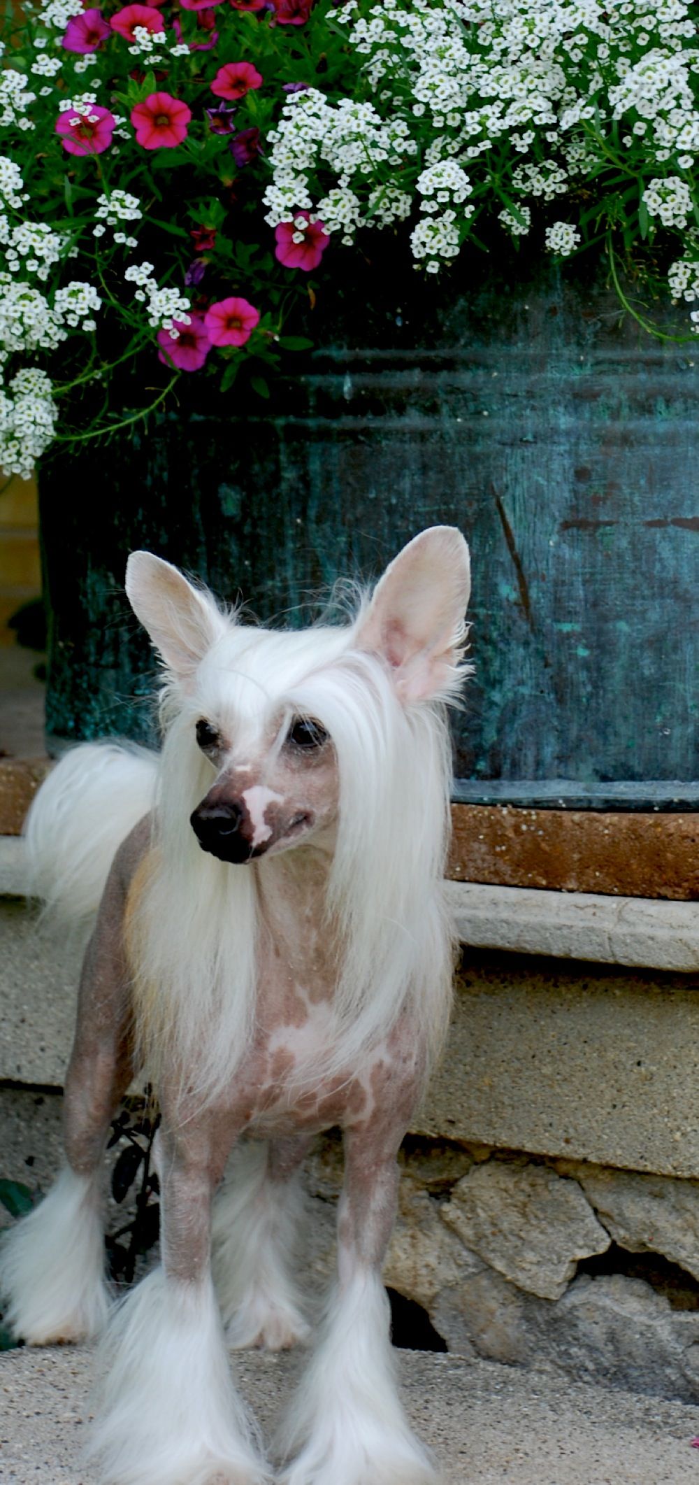 SandStorm Snow Doubt (Spayed)